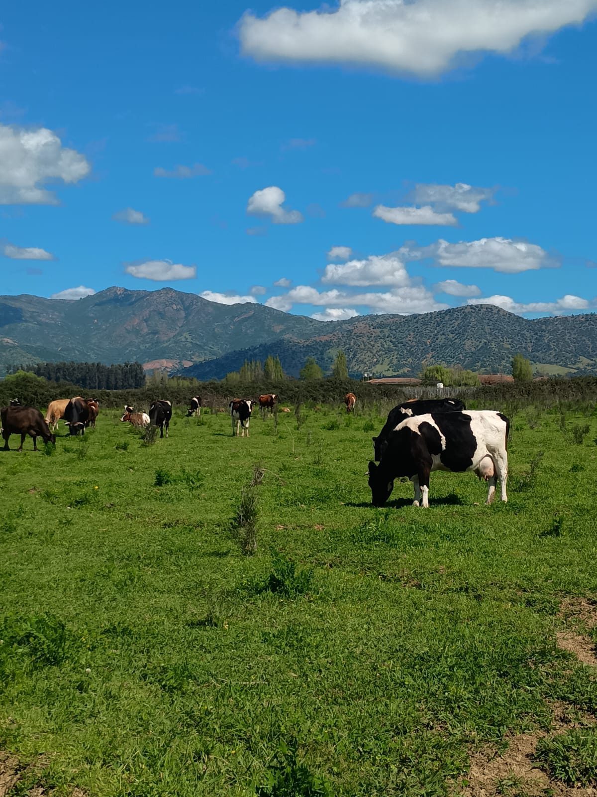 Vacas pastando en el campo